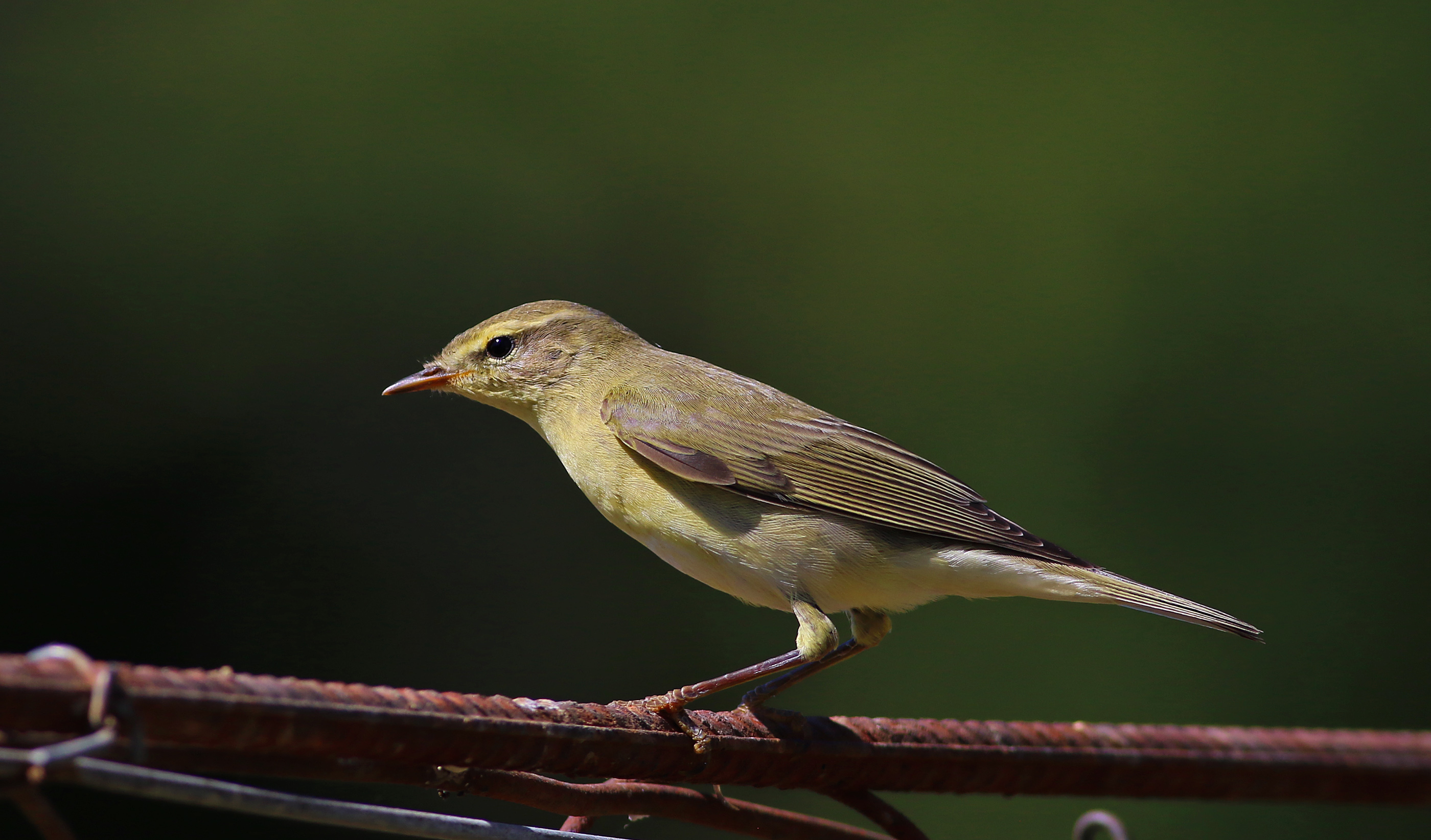 Willow Warbler